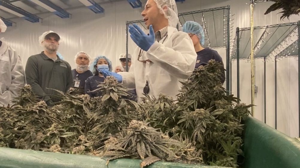 $130M facility expansion raises hopes in marijuana industry - Vimarsana News
